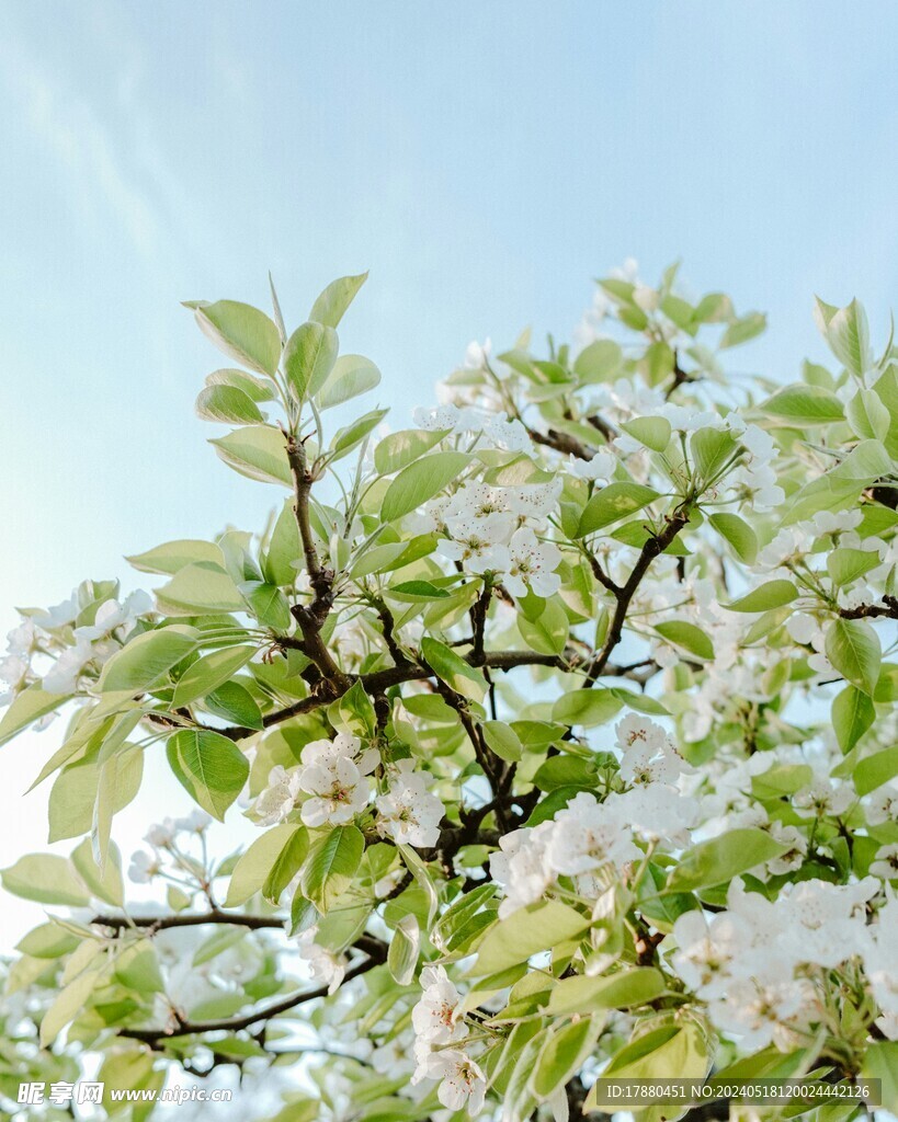 梨花