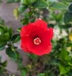 芙蓉花