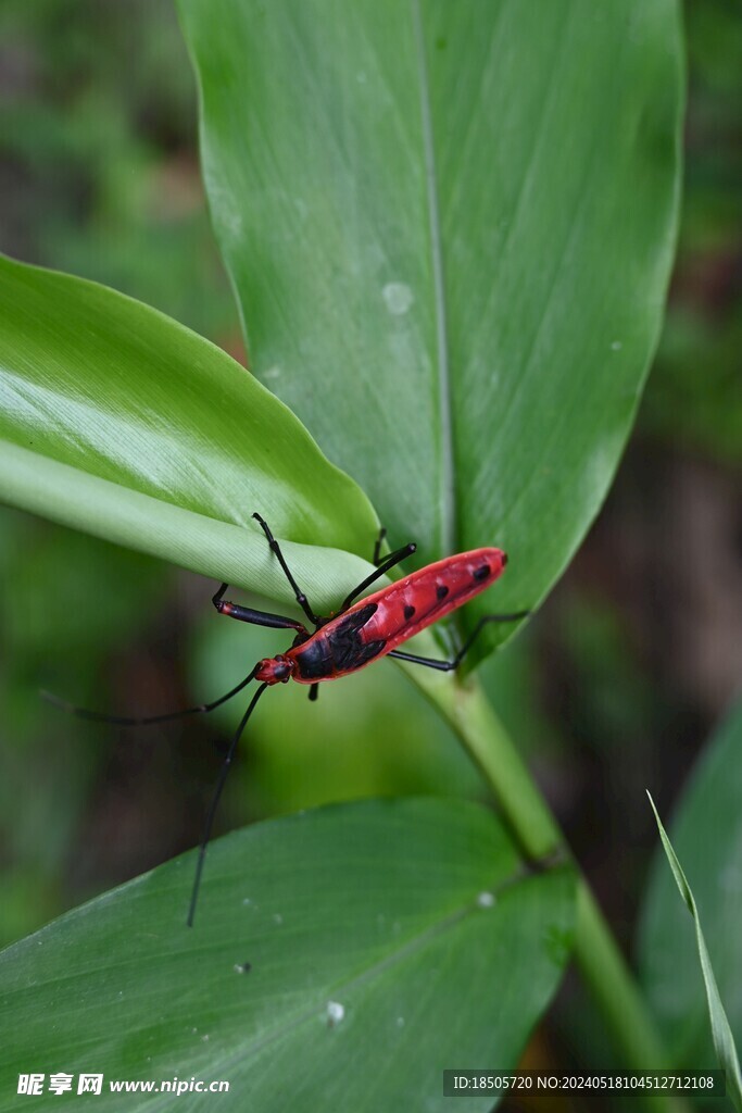 甲虫