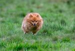 博美犬