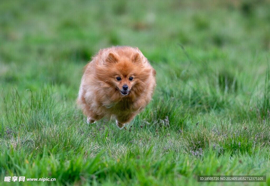 博美犬