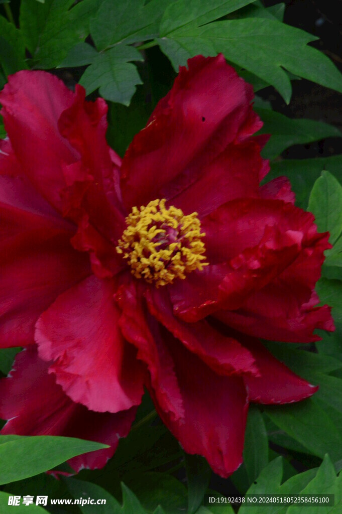 牡丹花 