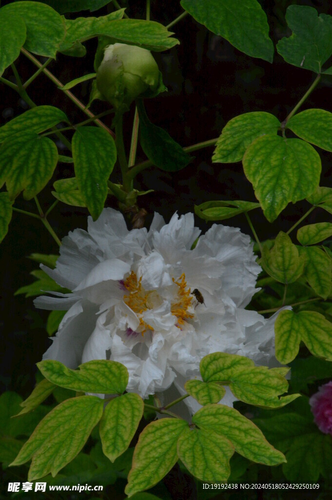 牡丹花  