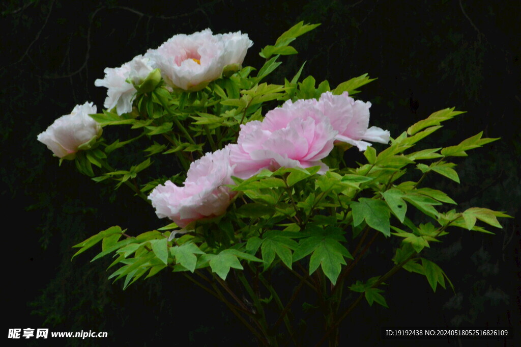 牡丹花  