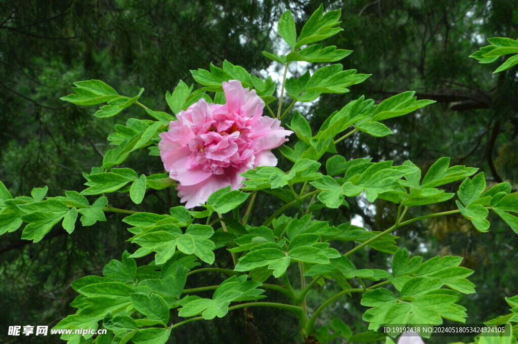 牡丹花 