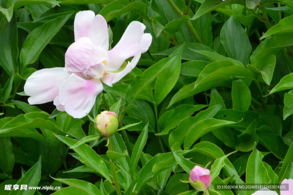 芍药花