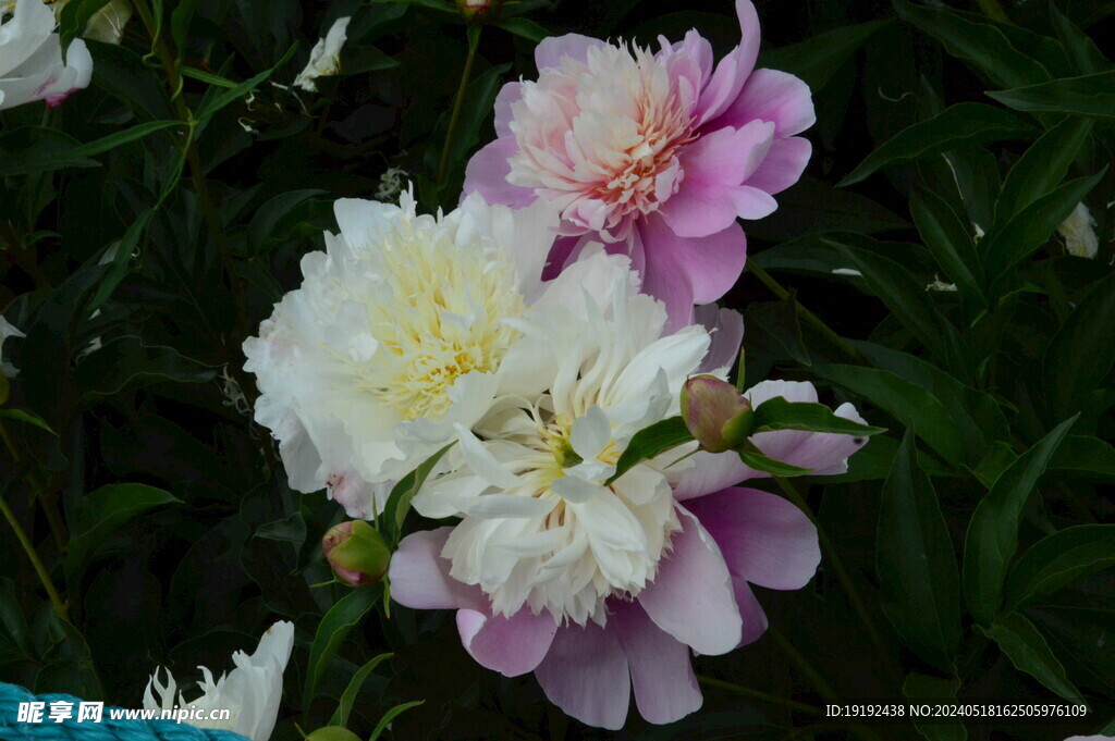 芍药花 