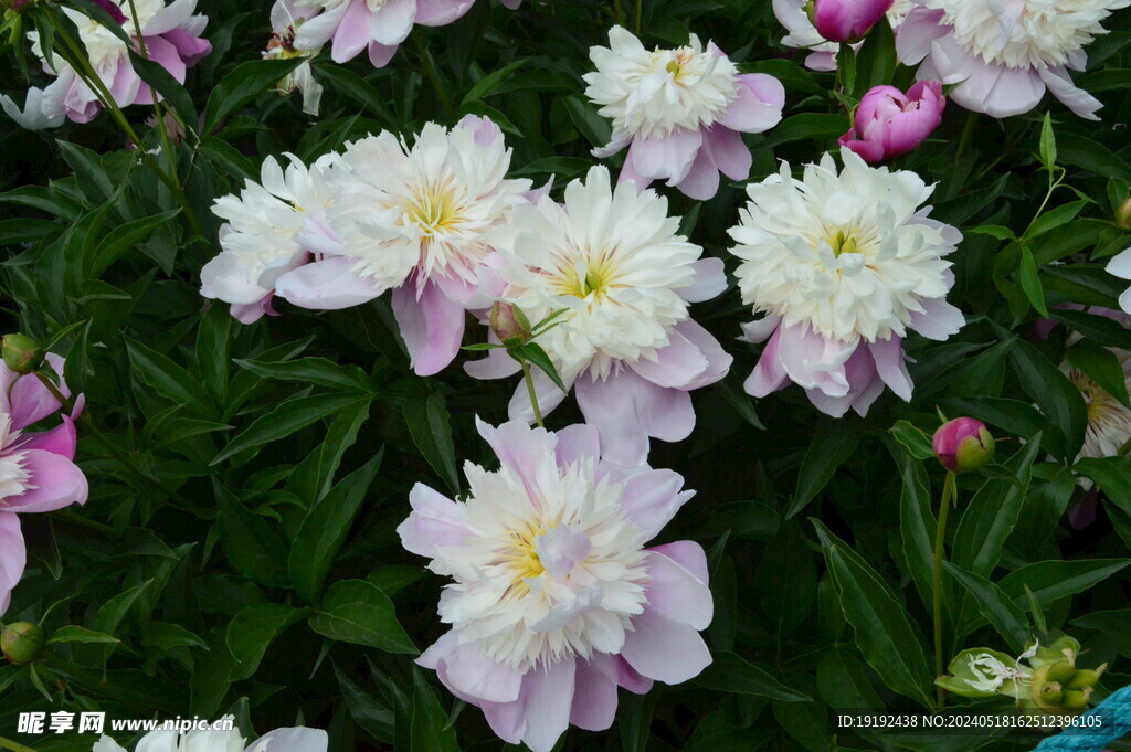 芍药花