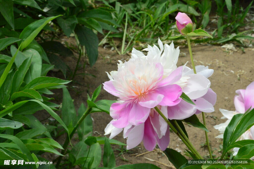 芍药花 