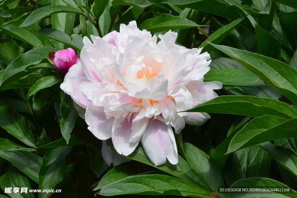 芍药花 