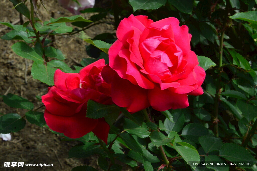 月季花  