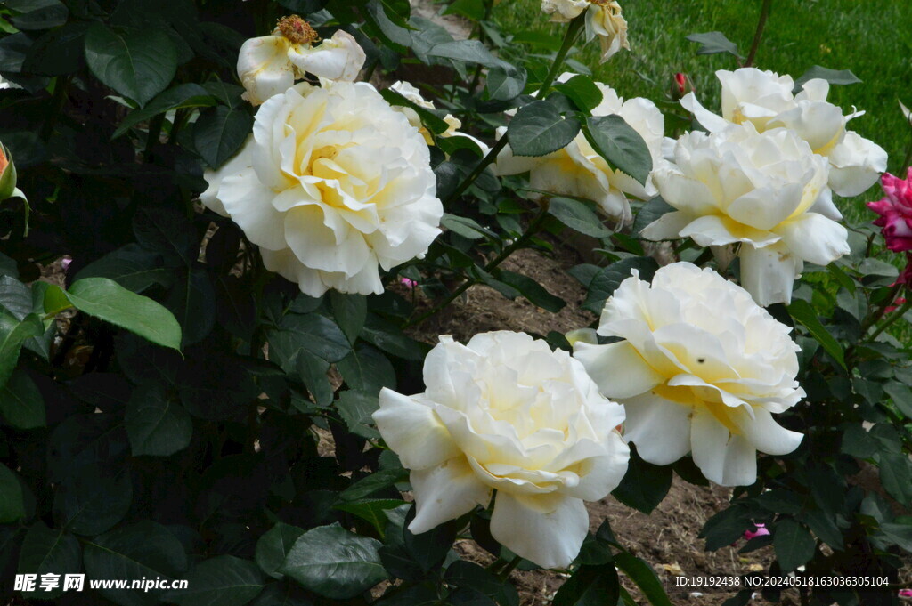 月季花 