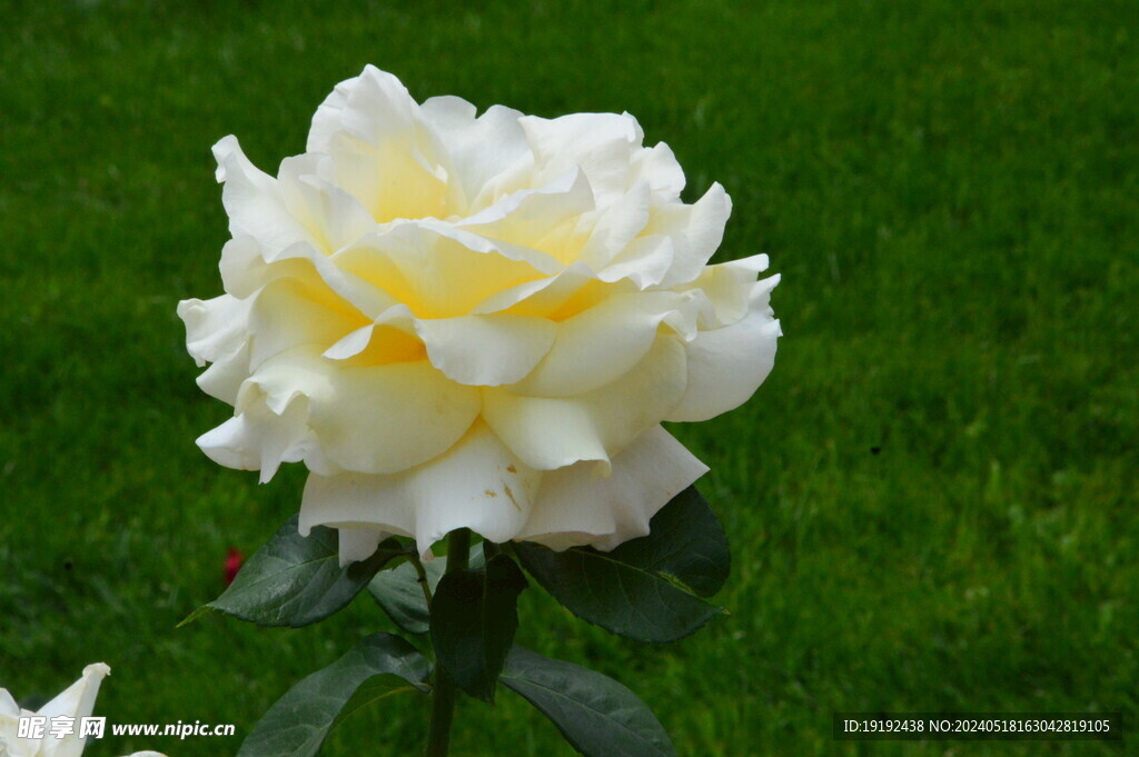 月季花  