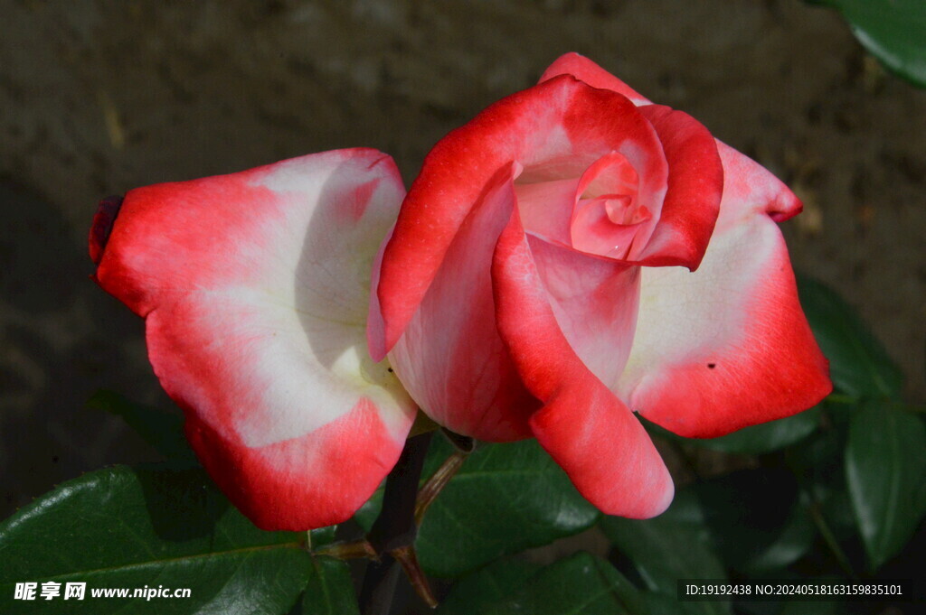 月季花  