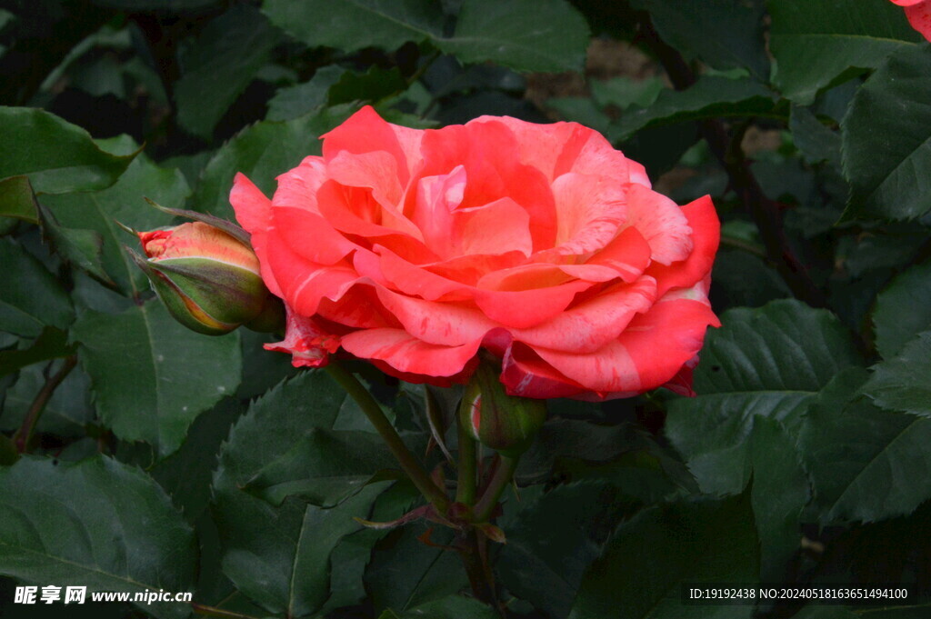 月季花  