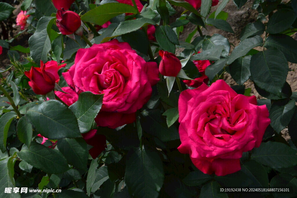 月季花  