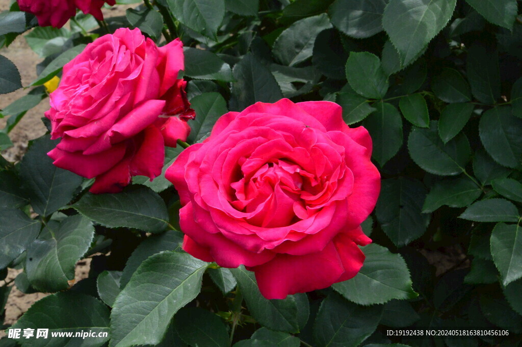 月季花 