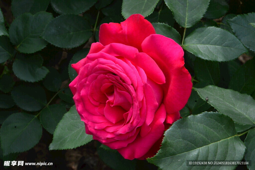 月季花 