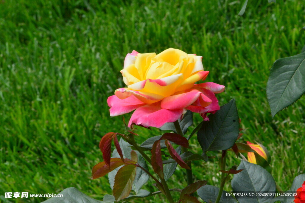 月季花 
