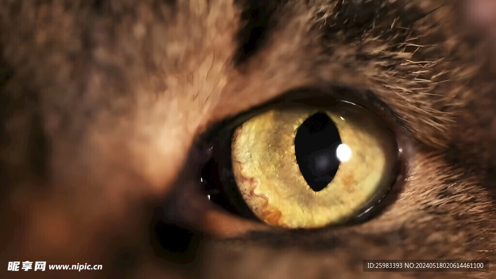 猫的眼睛
