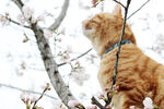 橘猫与樱花