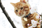 橘猫与樱花