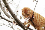 橘猫与樱花