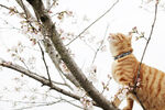橘猫与樱花