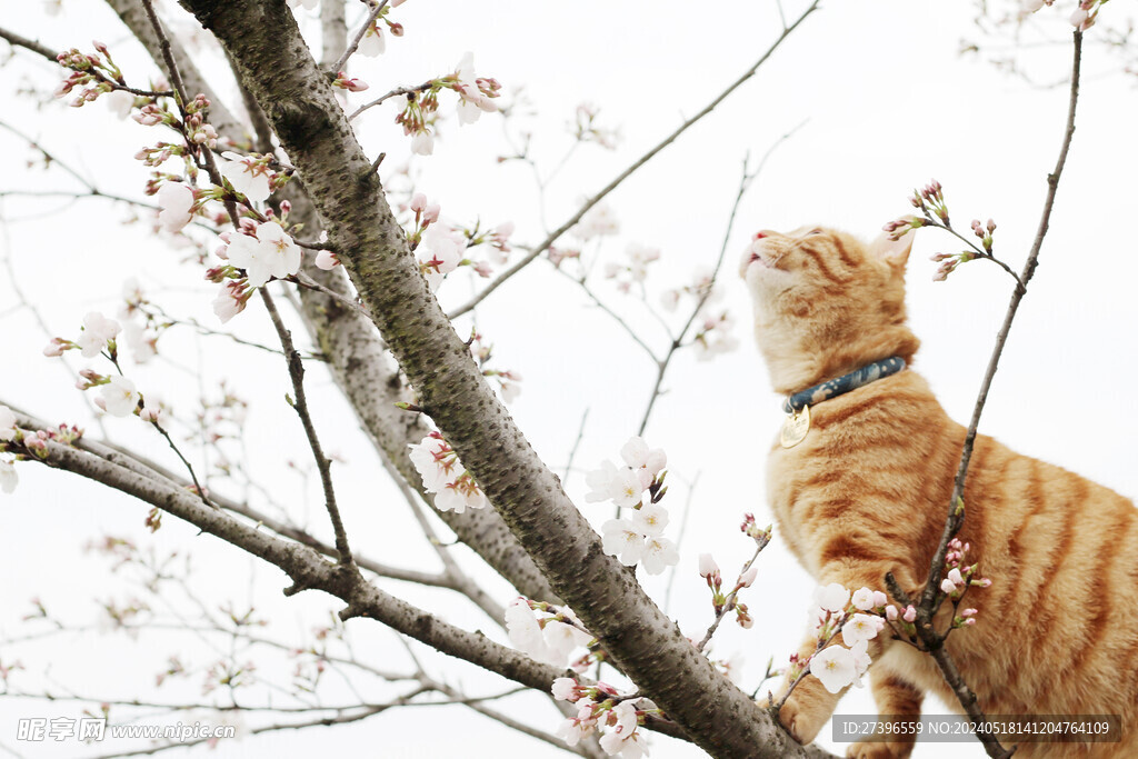 橘猫与樱花