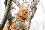 橘猫与樱花