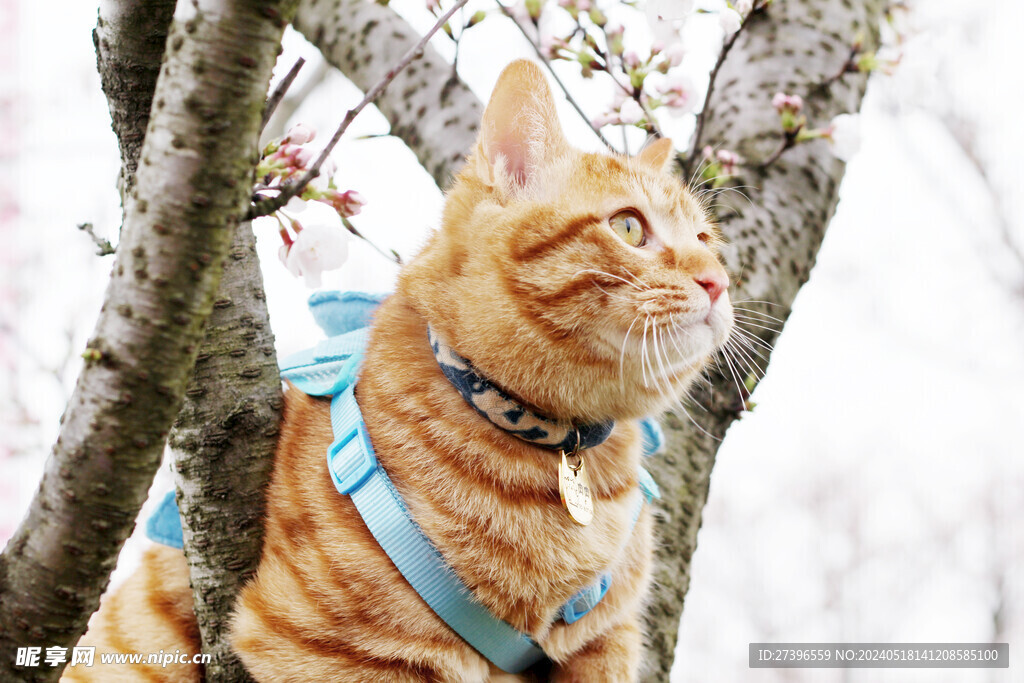 橘猫与樱花