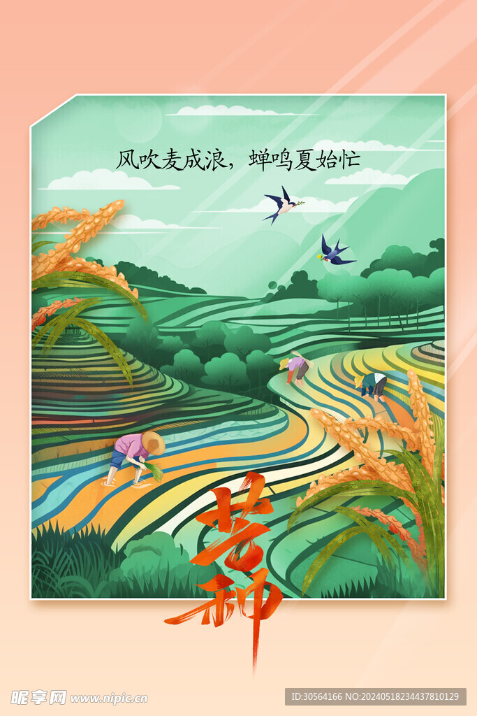 芒种