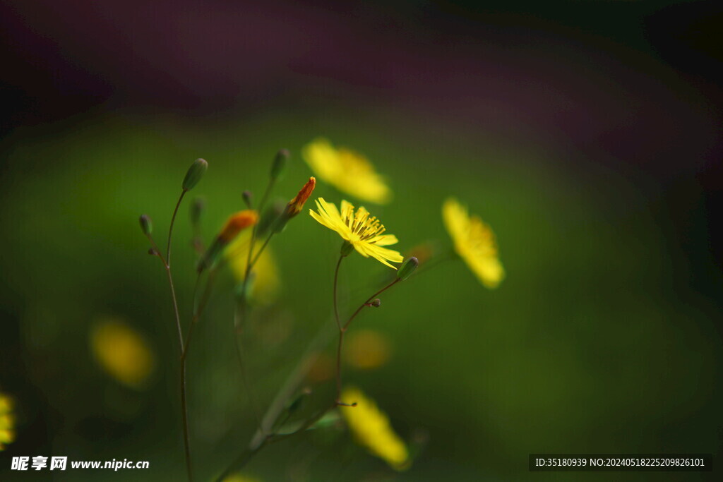 黄色小花 