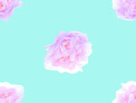 浅粉玫瑰