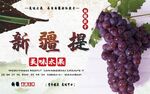 新疆葡萄