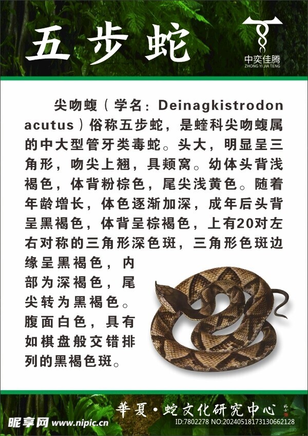 五步蛇