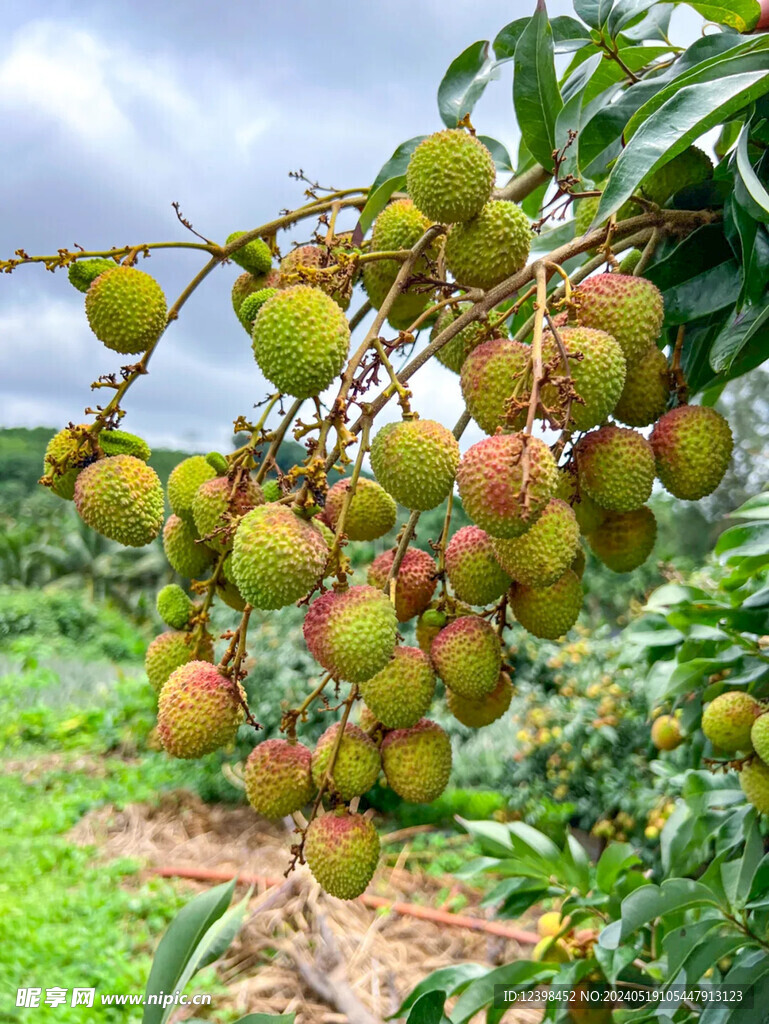 荔枝