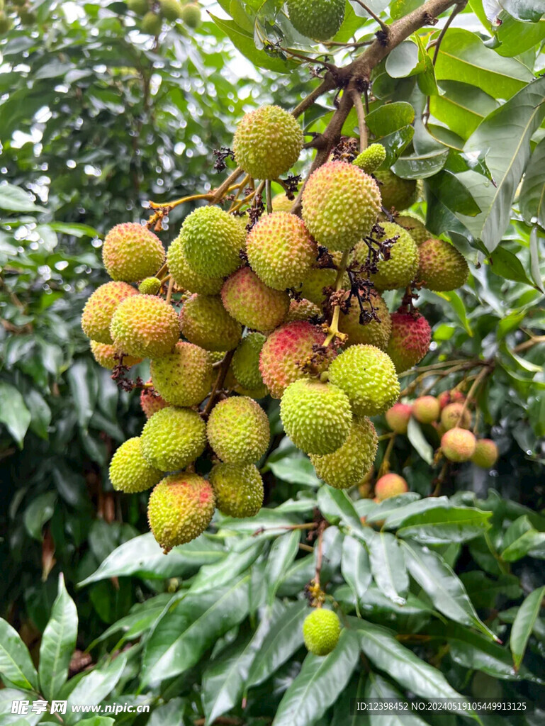 荔枝