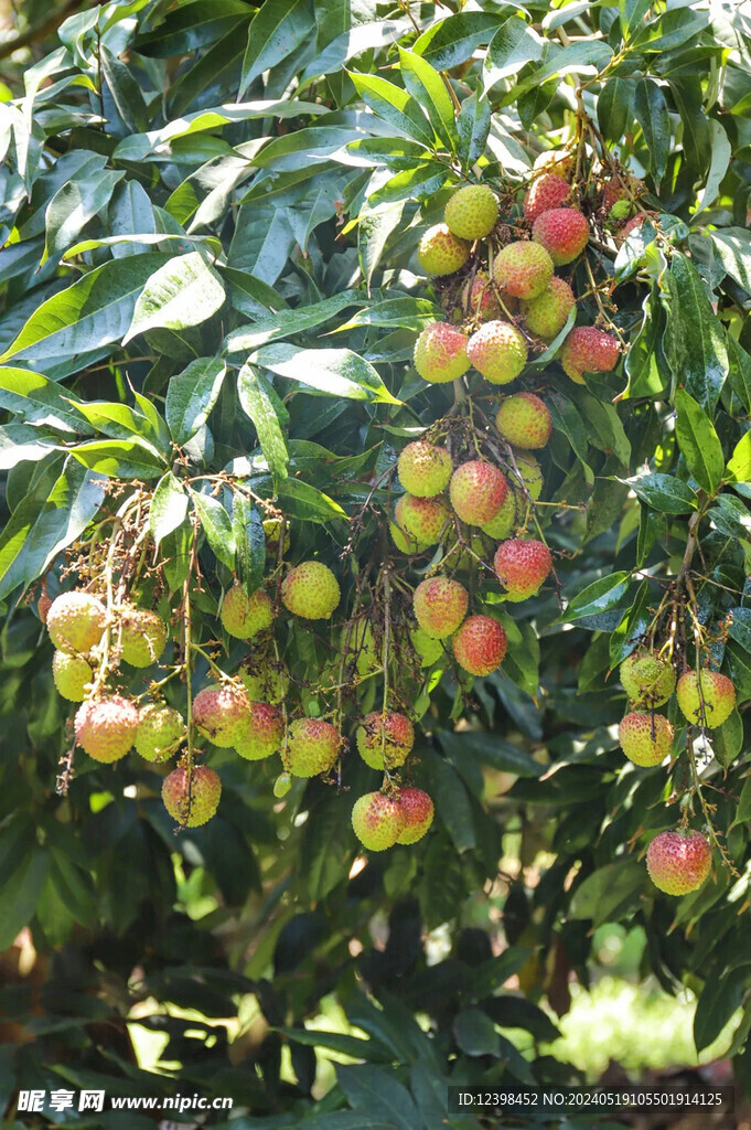 荔枝