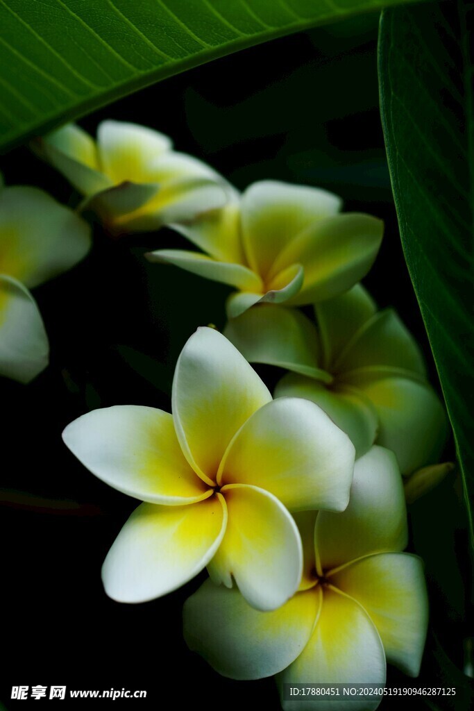 鸡蛋花