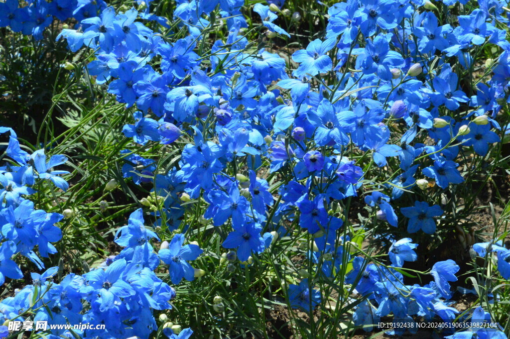 花坛花草  