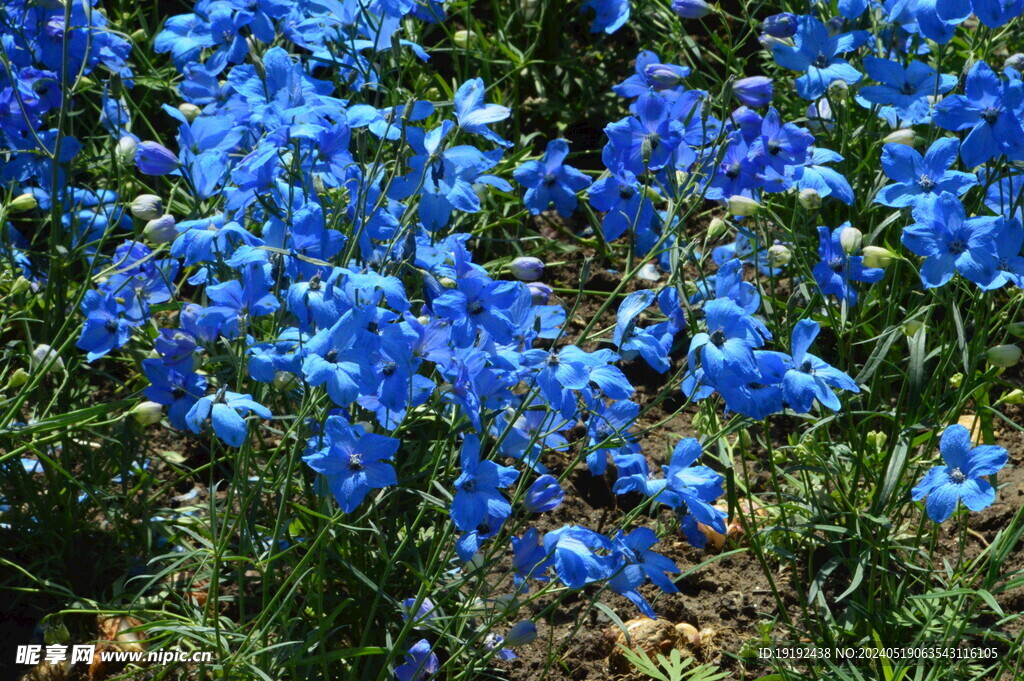 花坛花草  