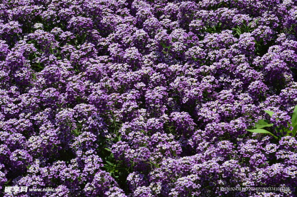 花坛花草 