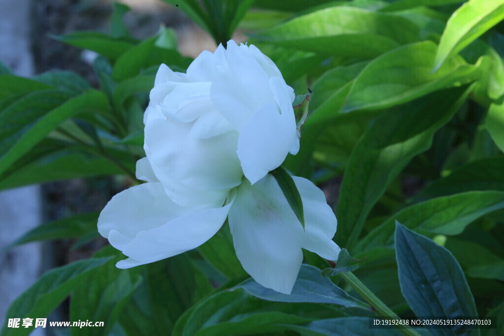 芍药花  