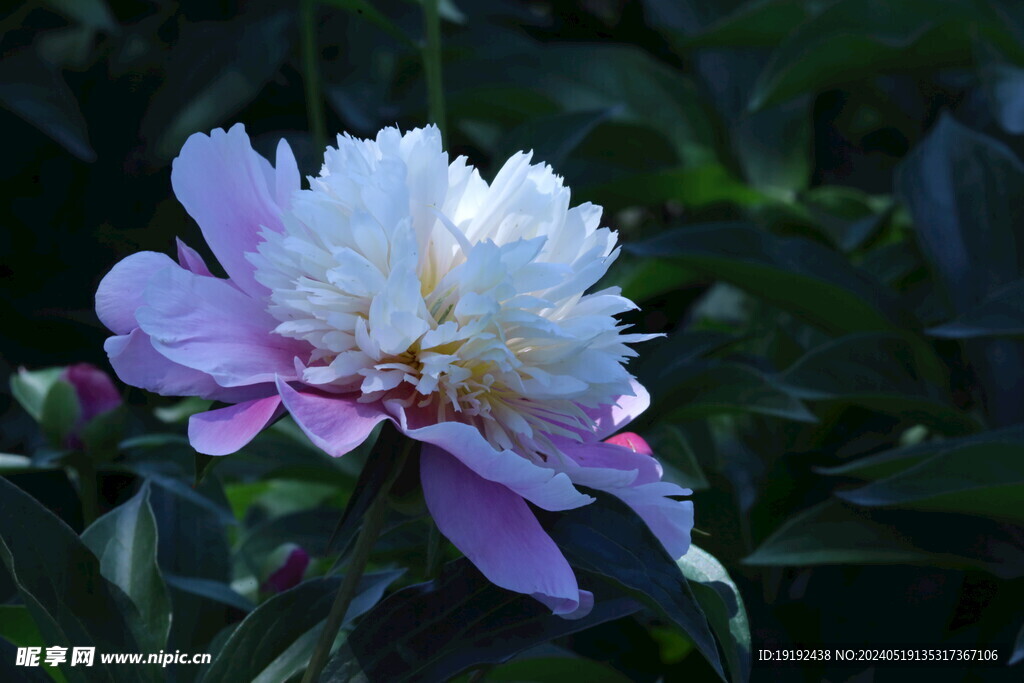 芍药花 