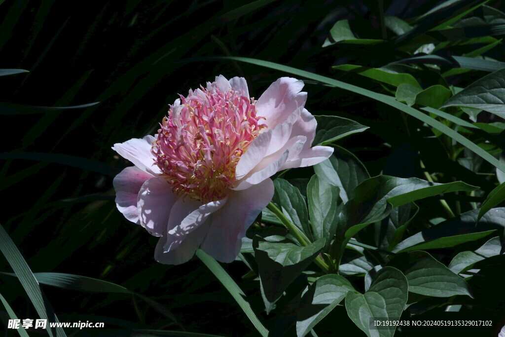 芍药花 