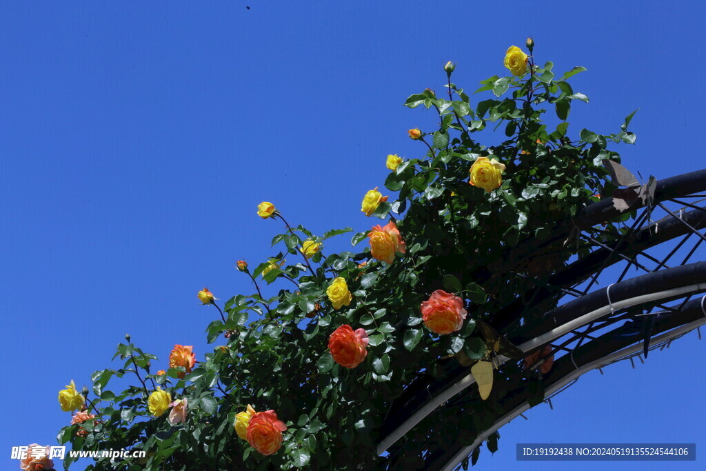 月季花 