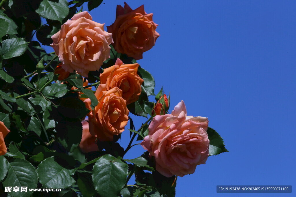 月季花  