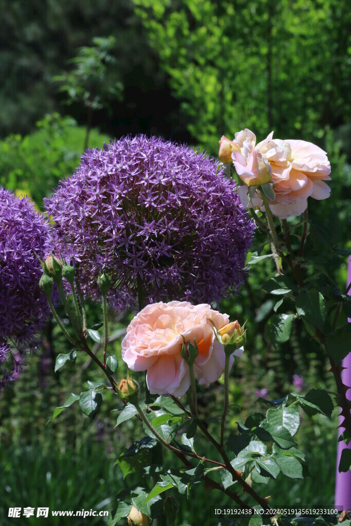 月季花  