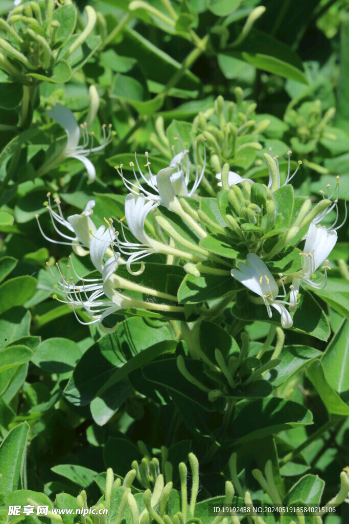 金银花 